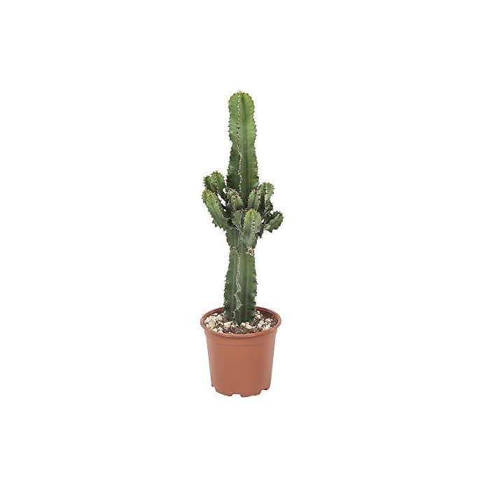 Producto Botanicly - Cactus y suculentas