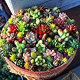 Product QHYDZ Garden-100pcs Semillas Flores Suculentas Cacto Piedra