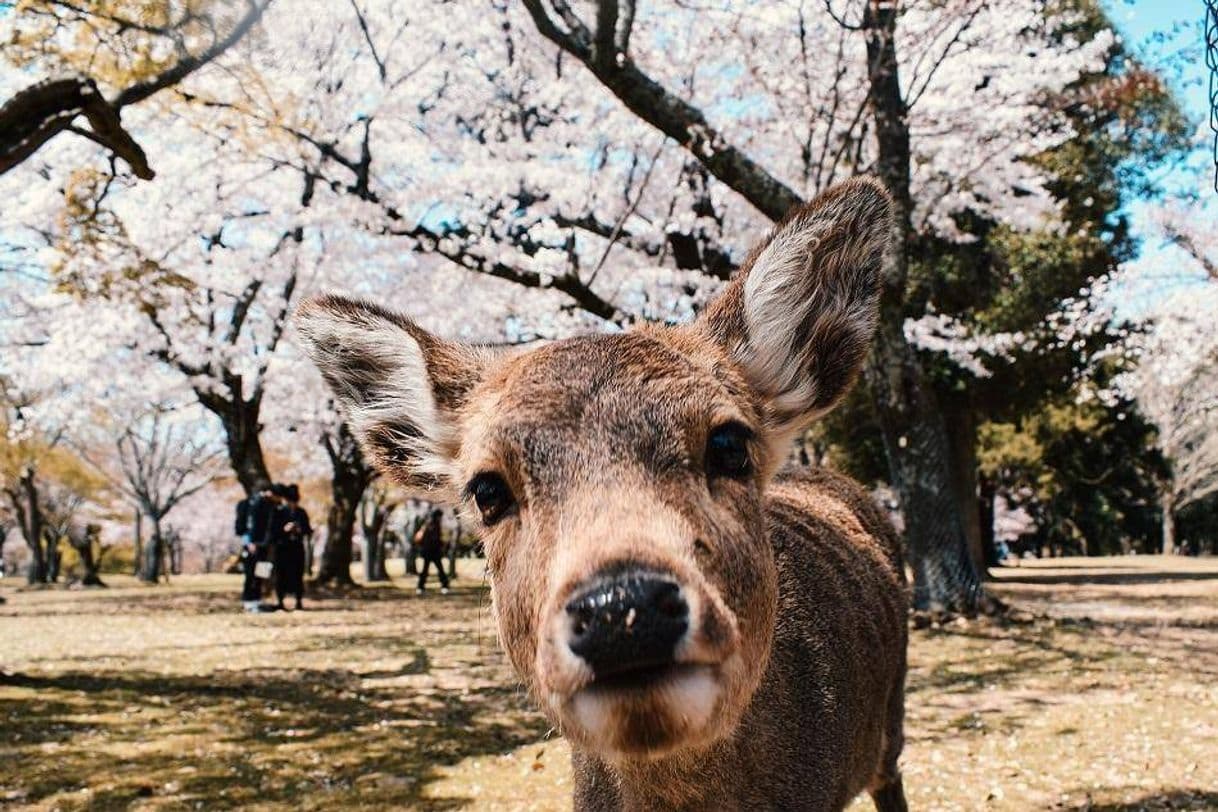 Place Nara Park