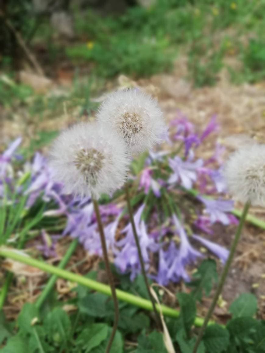 Moda Taraxacum officinale