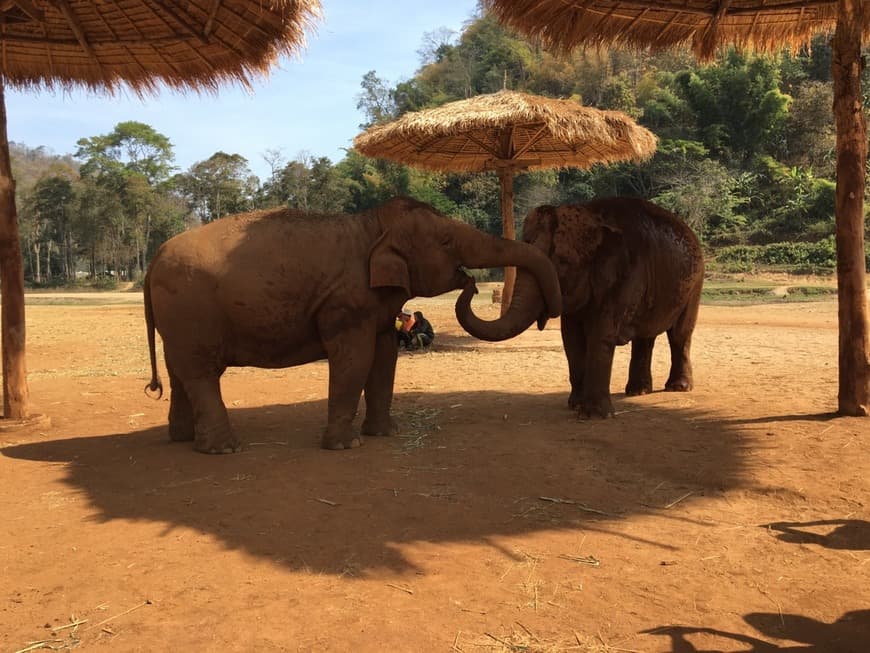 Lugar Elephant Nature Park