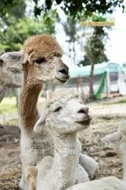 Place Alpacas as bolboretas