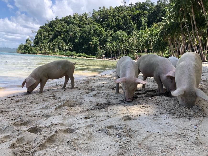 Lugar Coconut Beach