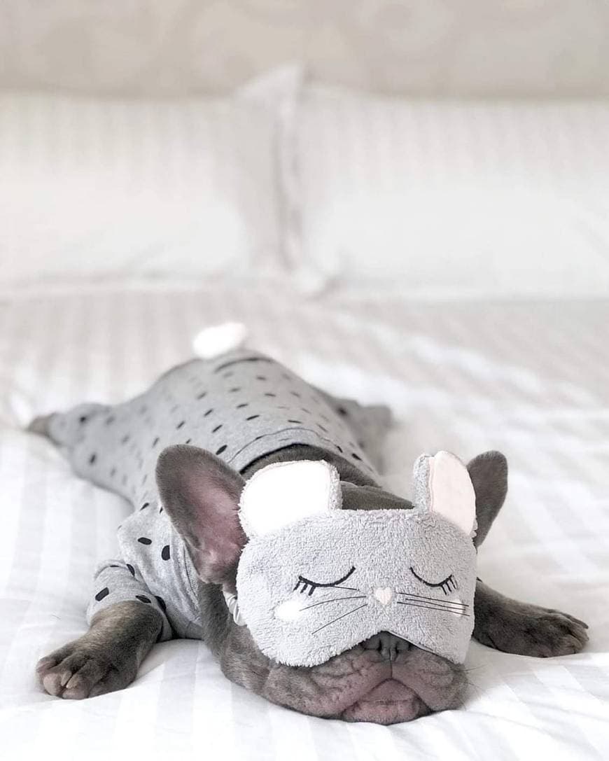 Fashion Bulldog francês