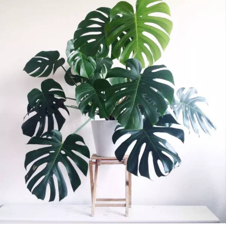 Producto Monstera deliciosa