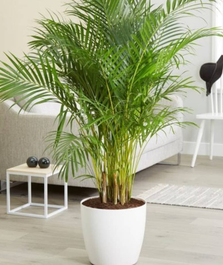 Place Areca maceta 17cm. - Altura aprox.80cm. - Planta viva -