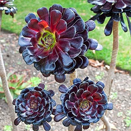 Place Pinkdose Raro Aeonium arboreum Bonsai Atropureum Bonsai Plantas de interior Bonsai Flor