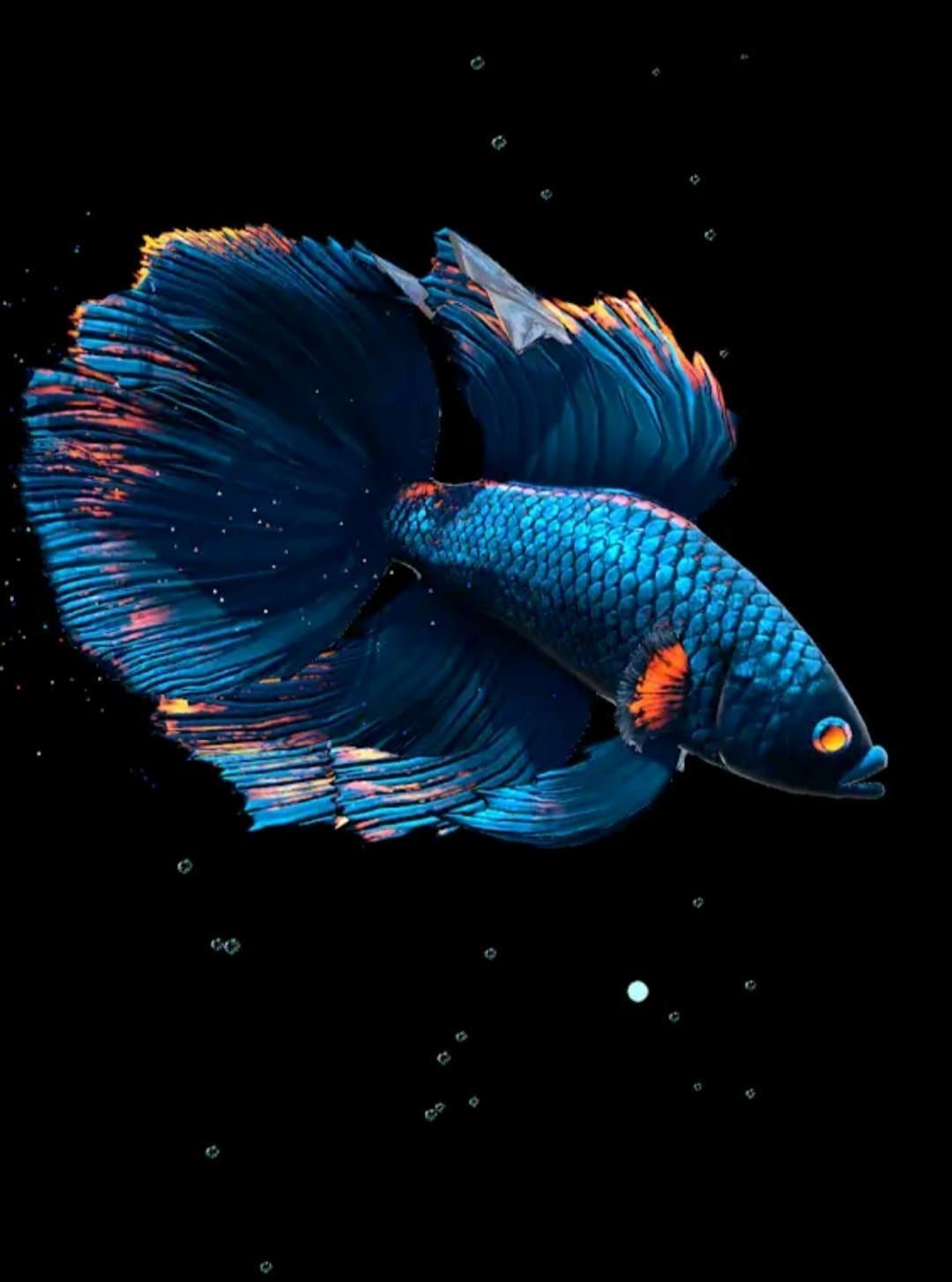 App Betta Fish : Live Wallpaper

