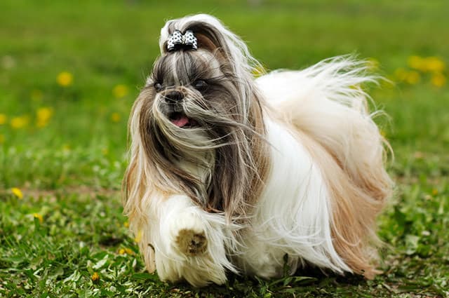 Fashion Shih Tzu