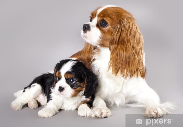 Fashion Cavalier King Charles Spaniel