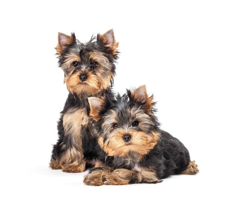 Fashion Yorkshire Terrier