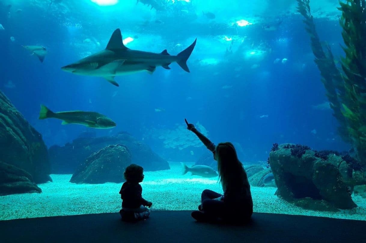 Place Oceanario de Lisboa