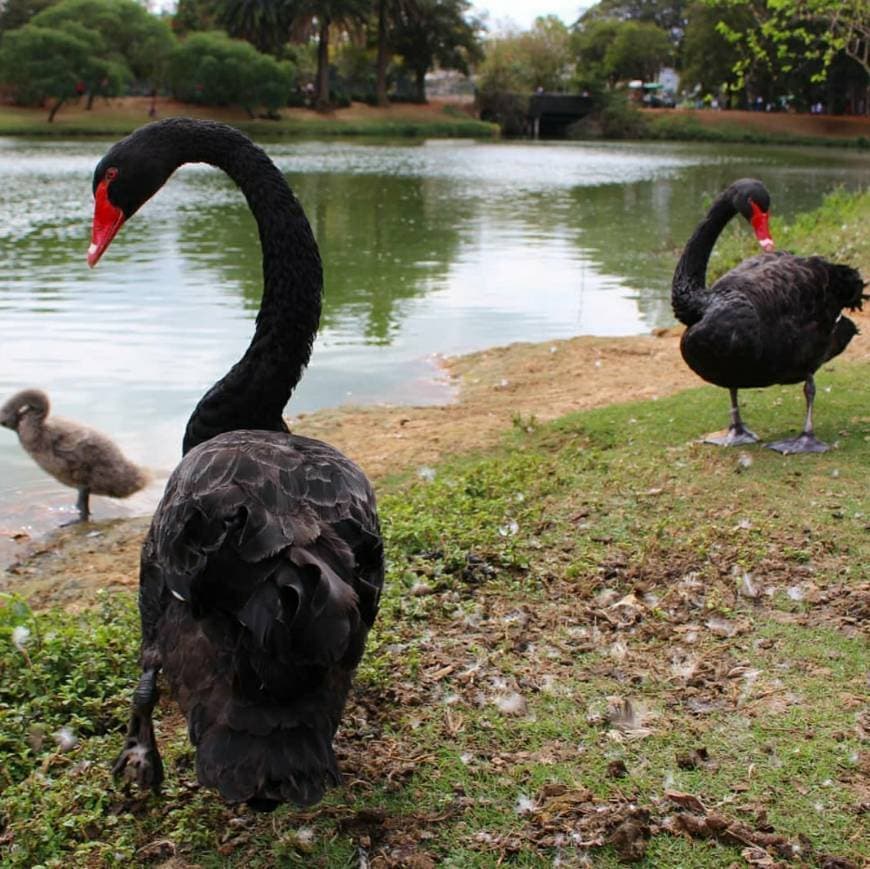 Lugar Parque do Ibirapuera