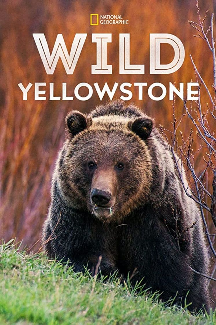 Serie Wild Yellowstone