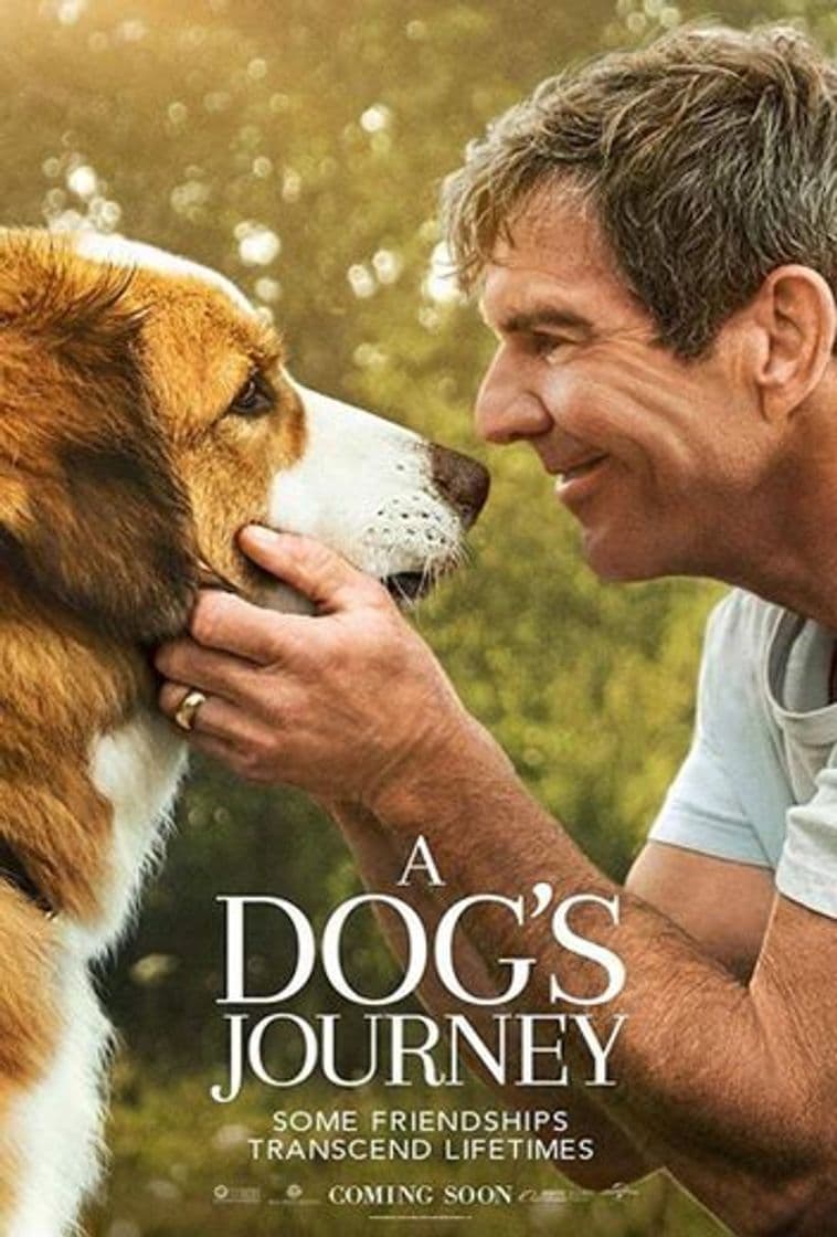 Película A Dog's Purpose