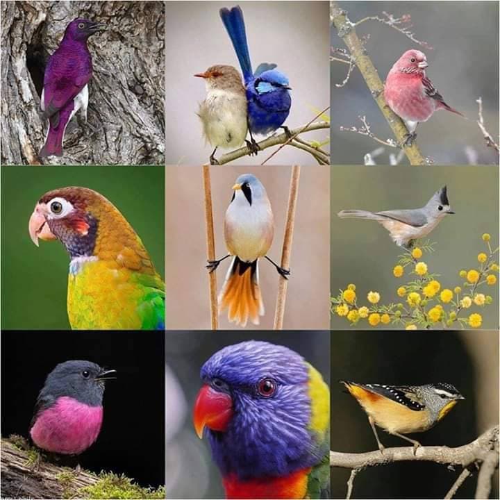 Moda Lindos pássaros 🦜🐦🦅🕊️