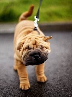 Fashion Shar Pei