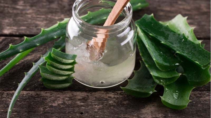 Lugar Aloe Vera: O Poder da Natureza em uma Planta