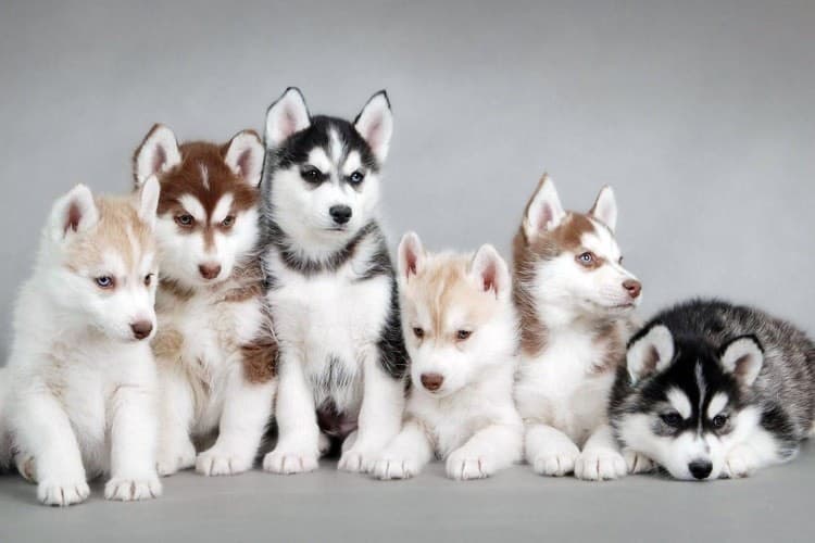 Fashion Filhotes husky siberiano