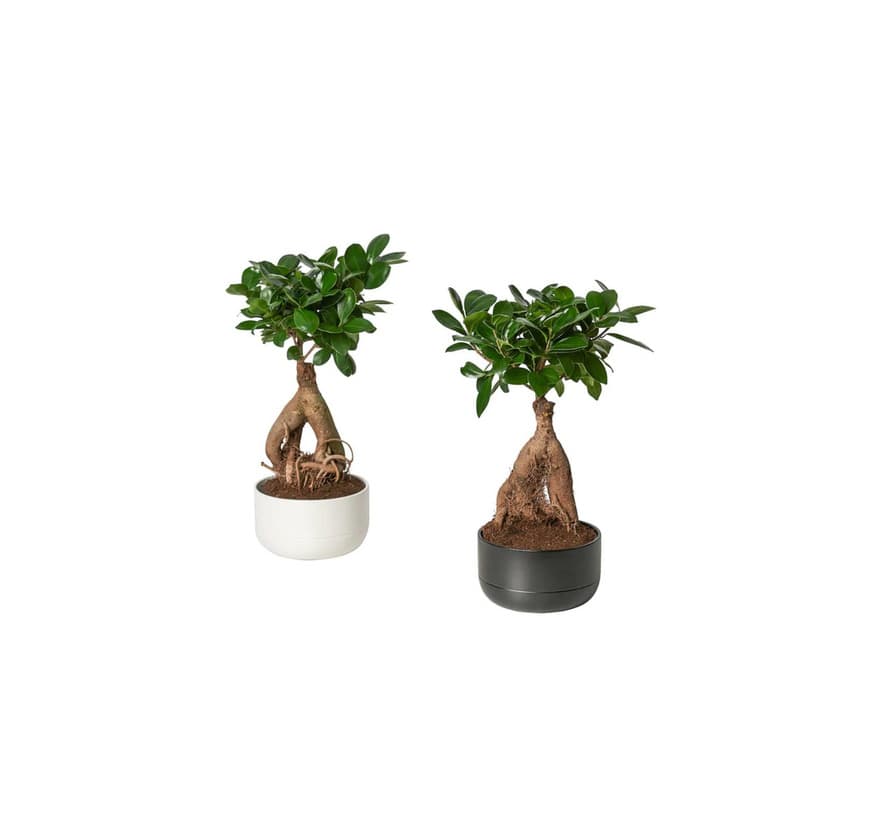 Producto Bonsai