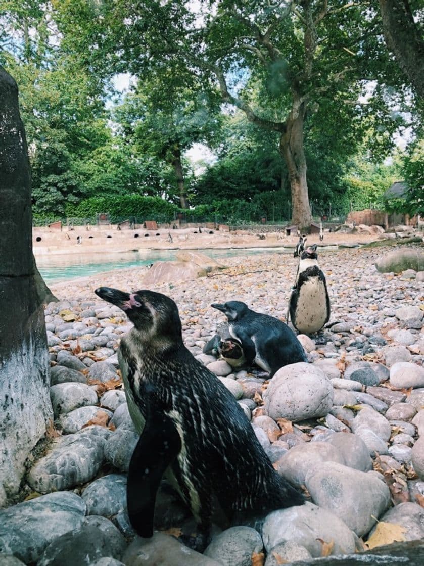 Lugar London Zoo