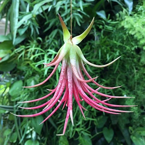 Product Clavel del aire - Color rojo - Tillandsia aérea - Planta viva