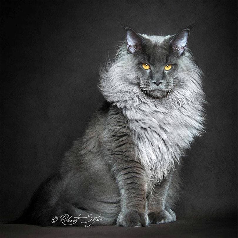 Moda MAINE COON