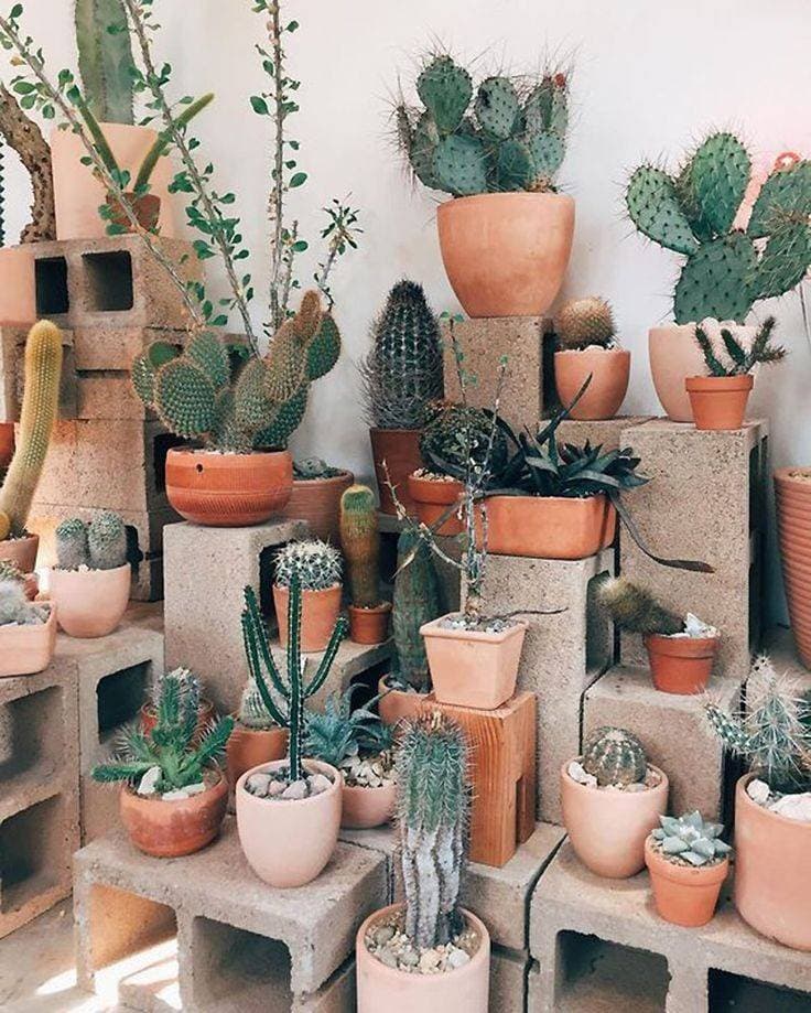 Moda Jardim de cactos e suculentas💚