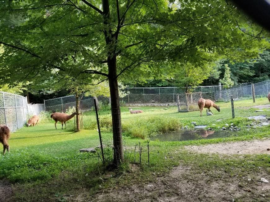 Lugar High Park Zoo