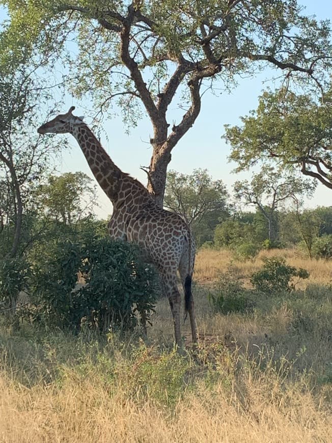 Place Parque nacional Kruger