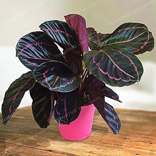 Product SwansGreen 50 Pcs muy raro Semillas Tailandia Calathea flor holiday pavo real