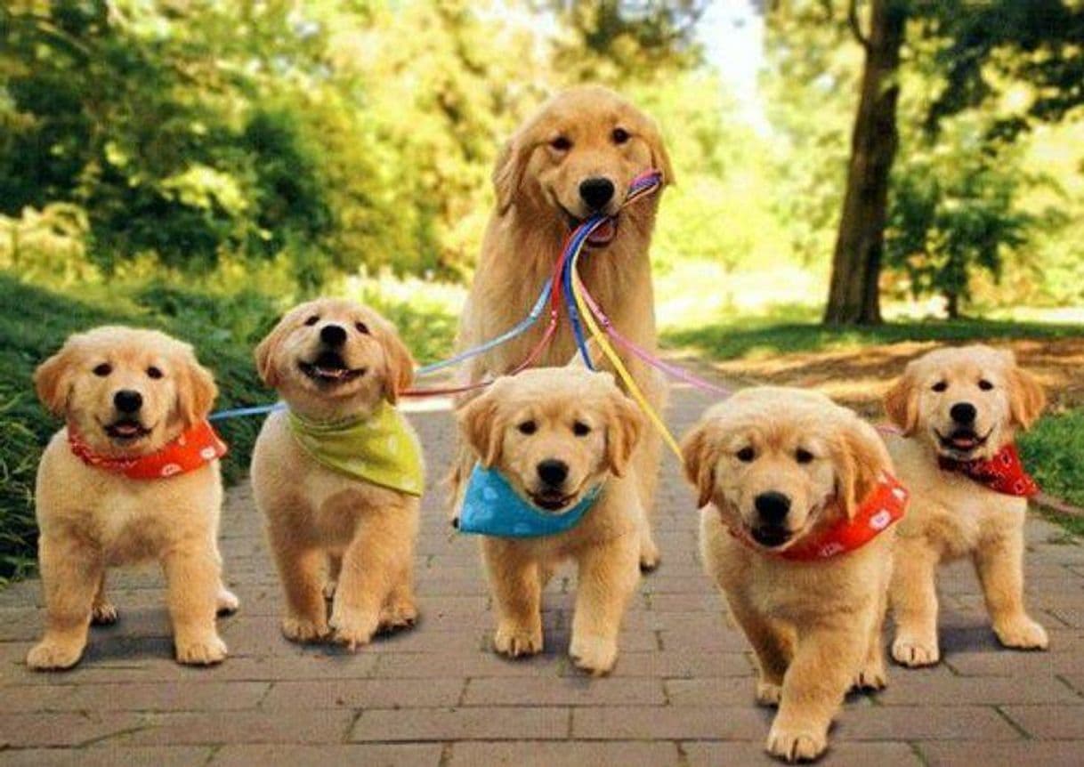 Fashion Um verdadeiro dog walker