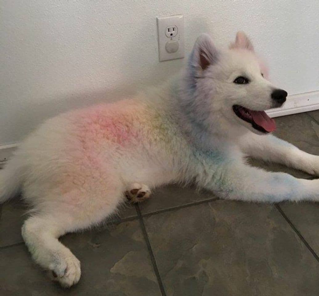 Fashion Cão rainbow