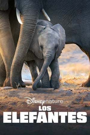 Película Elephant