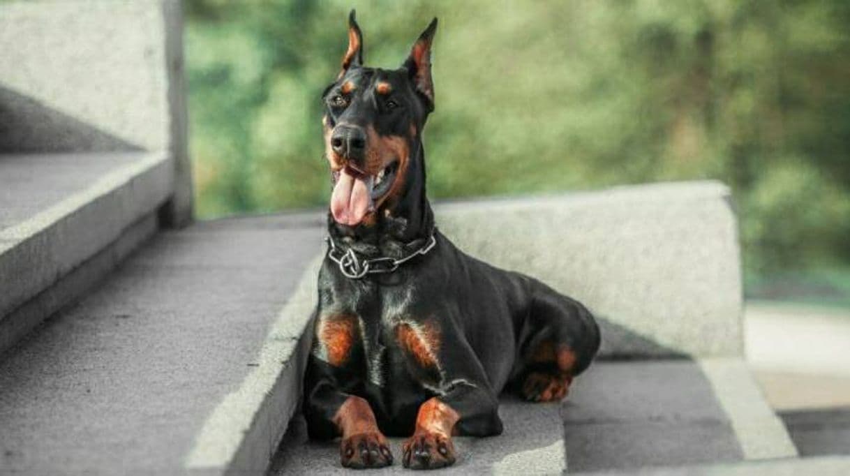 Moda Raça Dobermann