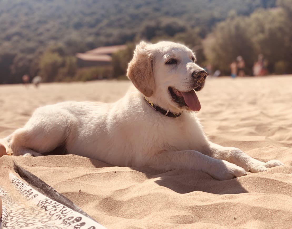 Place Playa de Helgueras, Playa para Perros en Noja - RedCanina.es