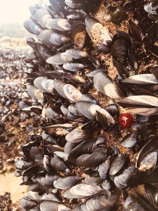 Place Corrubedo