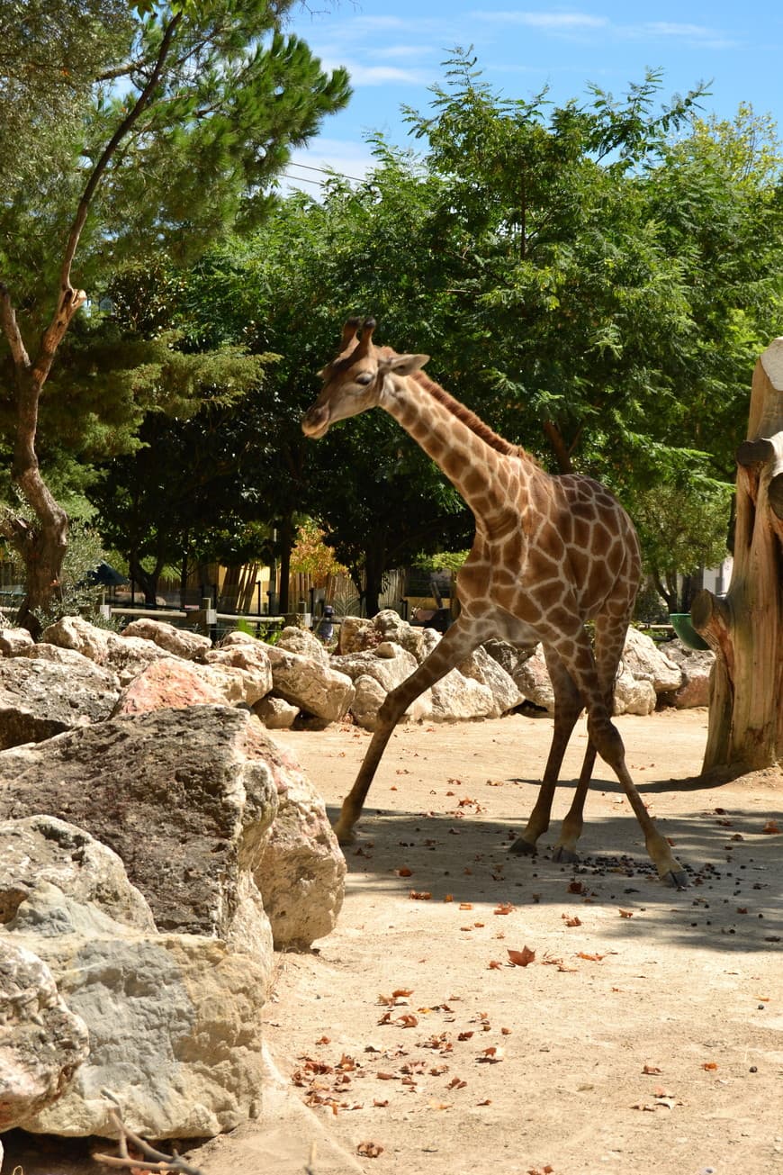 Place Jardim Zoológico de Lisboa