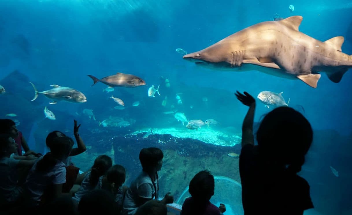 Lugar Acuario Sevilla