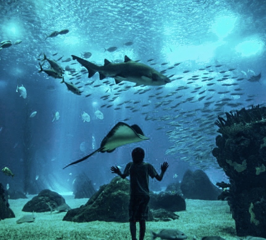 Lugar Oceanario de Lisboa