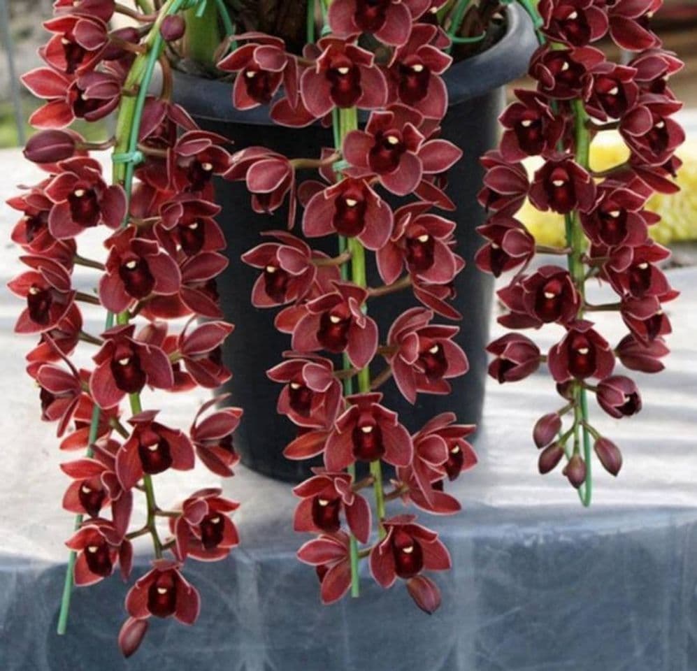 Product Cymbidium