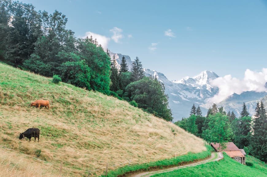 Lugar Alpes suizos