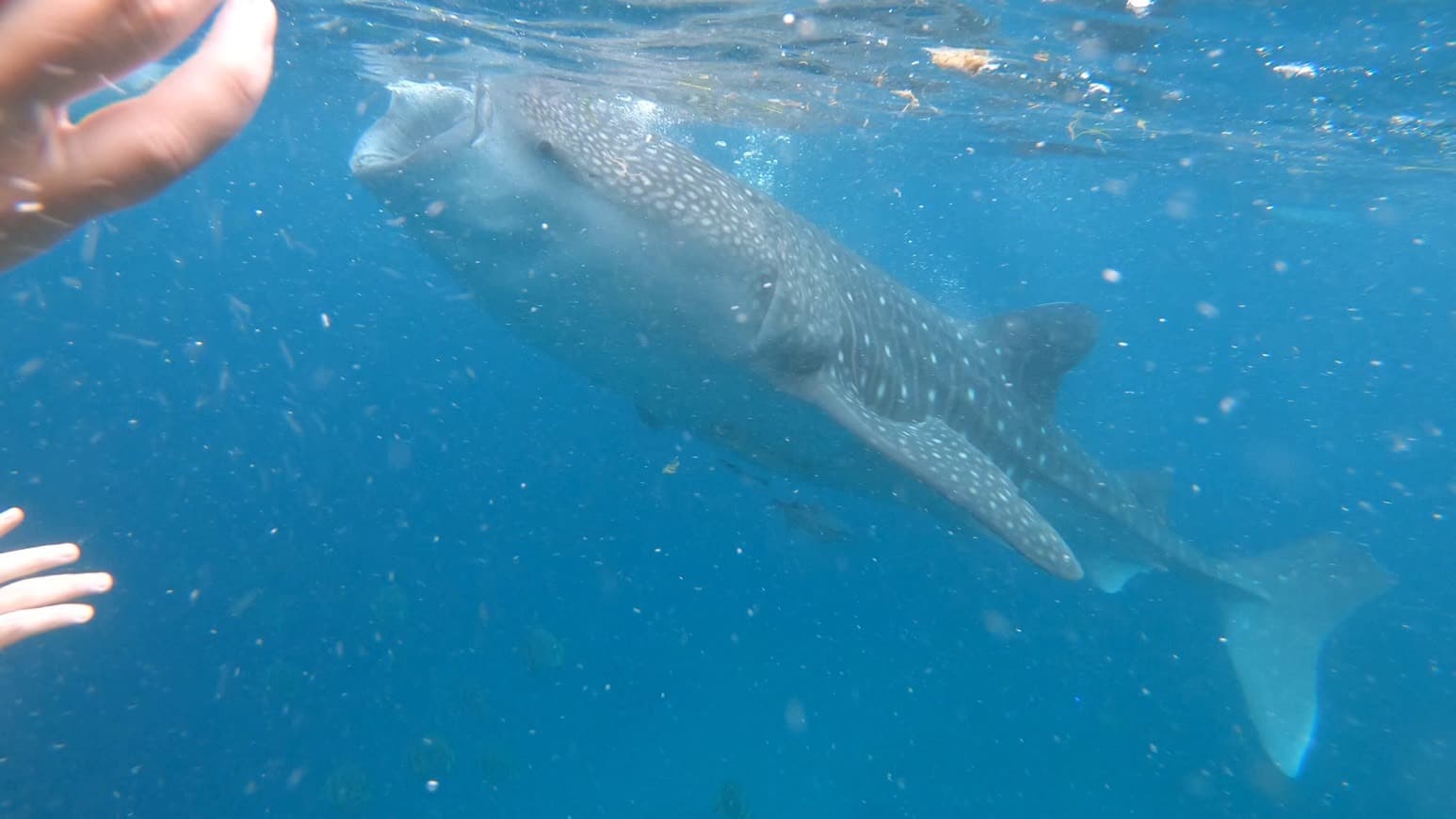 Place Oslob Whale Shark Watching