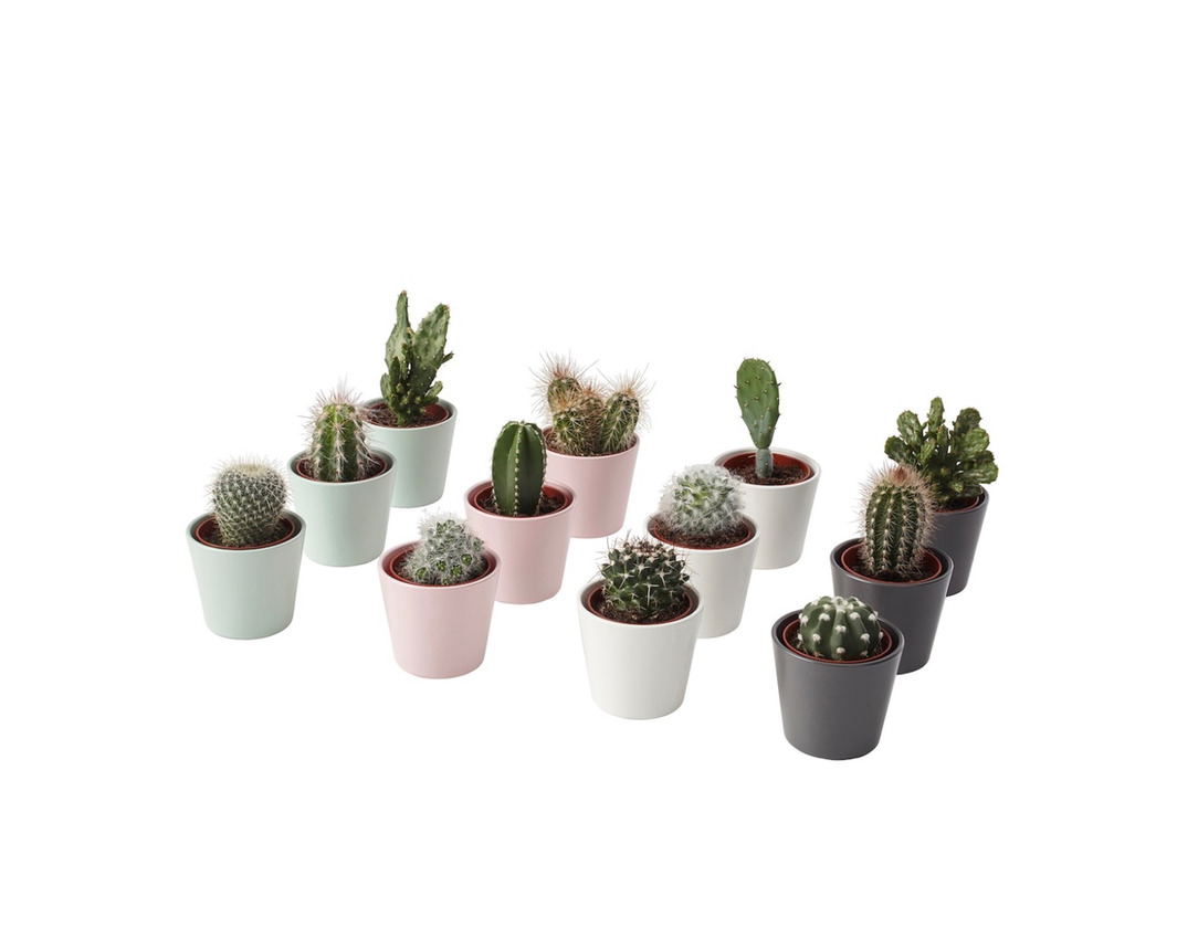 Product Cactus