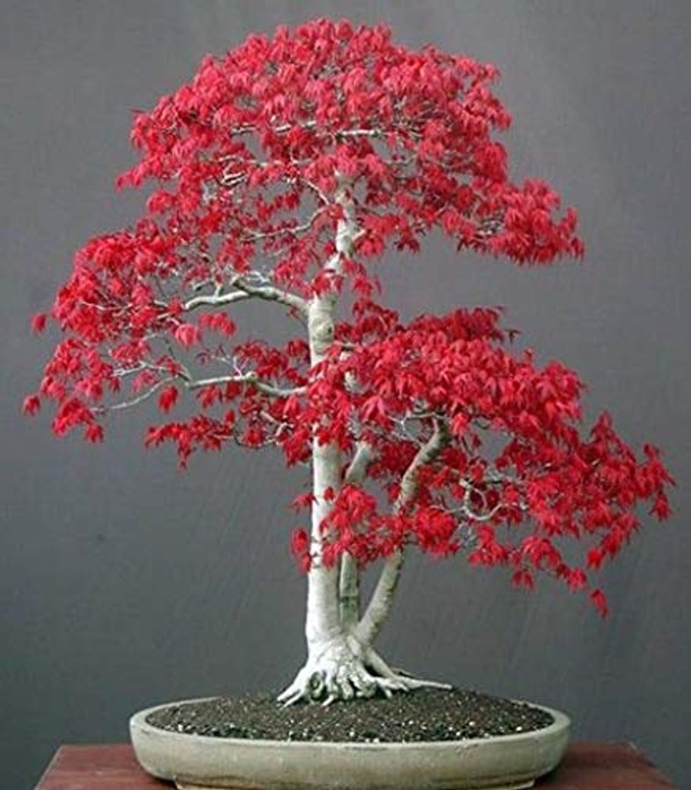 Product Exotic Plants Acer palmatum