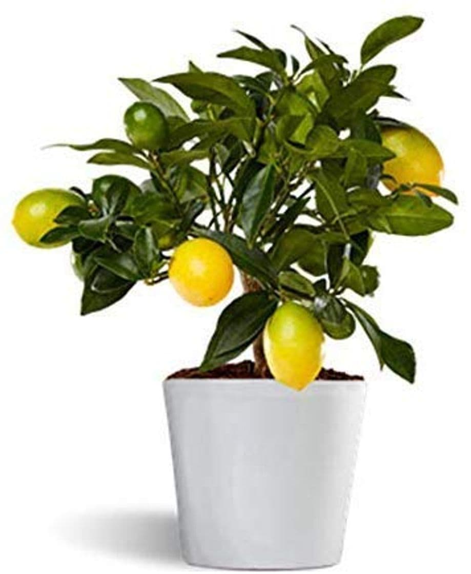 Product Limequat o limonella lakeland