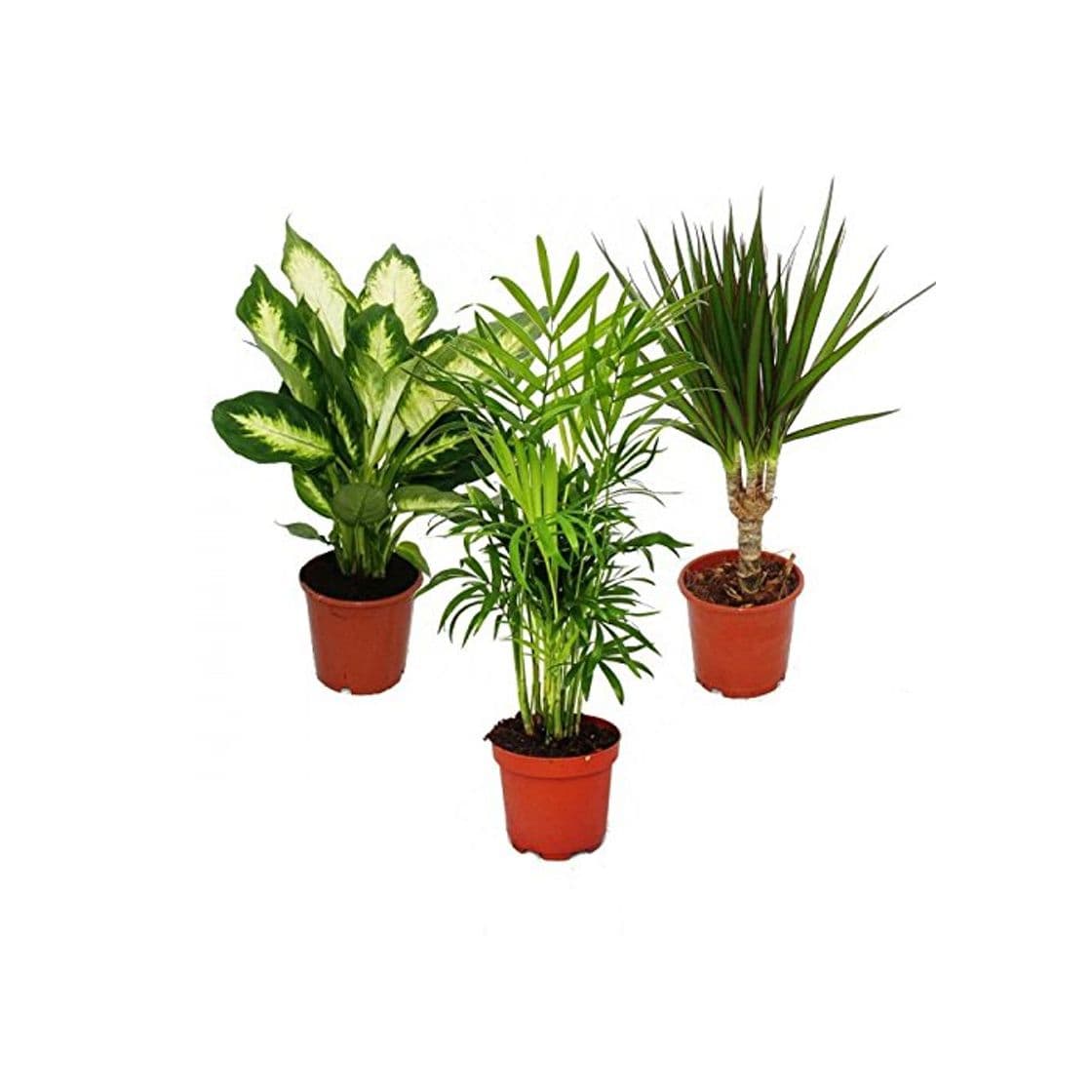 Product Indoor Plant Mix II Set of 3, 1x Dieffenbachia, 1x Chamaedorea