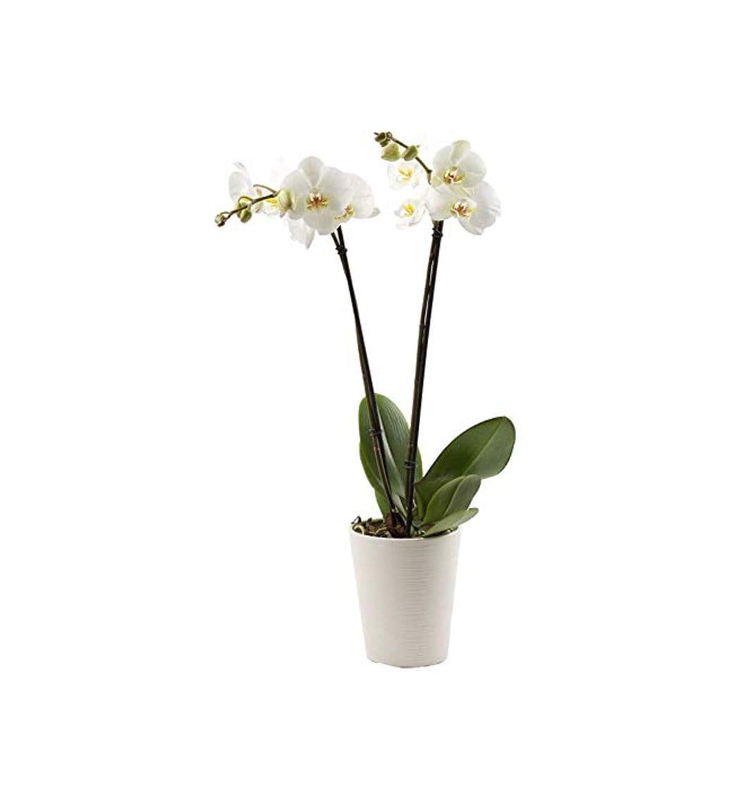 Producto Florclick-Planta Orquídea Phalaenopsis blanca natural lista para regalar.