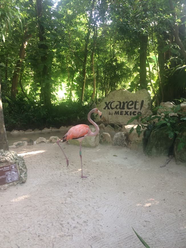 Lugar XCARET