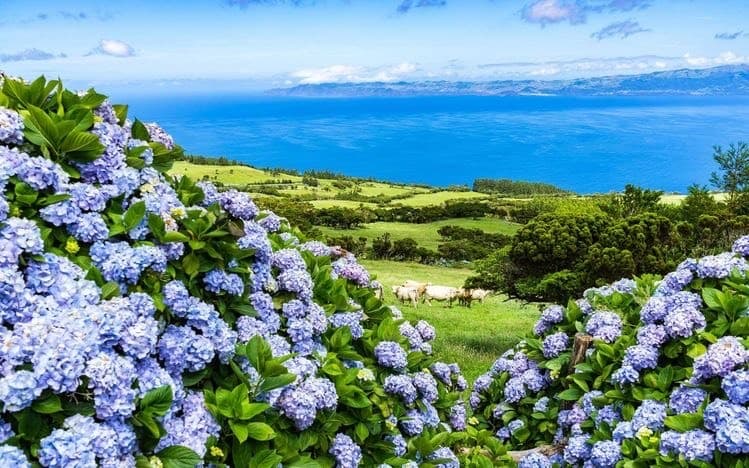 Place Ilha do Faial